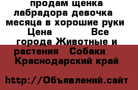 продам щенка лабрадора девочка 2 месяца в хорошие руки › Цена ­ 8 000 - Все города Животные и растения » Собаки   . Краснодарский край